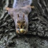 Mókaliget - Ingyenes mókus- és madárpark Budapesten!